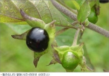 獨 수도승 숲에서 나체로 발견… 벨라돈나 환각 열매 먹고?