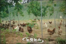 뛰어노는 닭 달걀값, 일반 달걀값의 3배