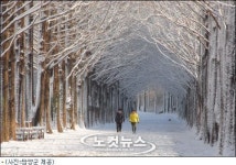 [Nocut포토] 첫 눈 내린 담양 메타세콰이아 길의 환상적 설경