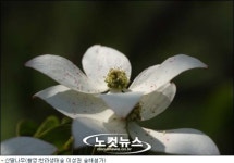 제주의 풀꽃나무이야기-산딸나무