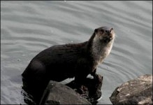 국토부, 금강 공주보에 수달 서식 확인