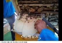 양봉에 치매 치료까지…진화 하는 도시 농업
