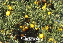서귀포서 주인몰래 감귤 통째로 판 30대 검거