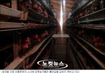 AI 초긴장 양계농가 가보니…밖엔 절대 안 나가