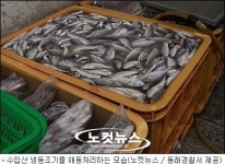 수입 냉동조기 영광굴비로 속여 팔다 적발