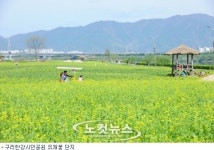 2013 구리한강 유채꽃 축제 5월 10일 개막
