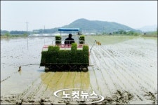 안동시 풍천면 첫 모내기