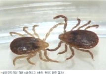 살인진드기 공포…중국도 11개 지역서 환자 발생