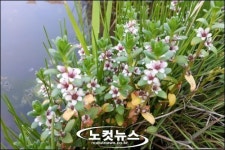 멸종위기 갯봄맞이 울산에 군락 형성