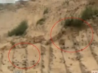 중국 제비집 보호 위해 토목공사 중단