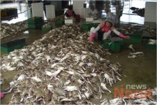 영광꽃게 주식회사 떴다