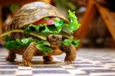 발 달린 햄버거?…알고보니 거북이