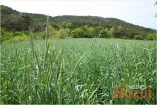 무항생제 돼지에서 축산 신 패러다임 꿈꾸다