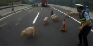 중국 구이저우성에서 새끼돼지 실은 트럭 전복사고