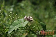 제주의 풀꽃나무이야기-박주가리