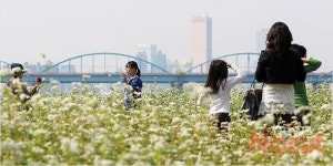 서래섬 메밀꽃 축제 찾은 시민들
