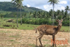 낯선 바콜에서 꿈의 물고기 부탄딩을  만나다