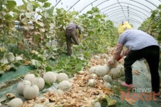통합마케팅으로 안동농산물 유통경쟁력 높인다