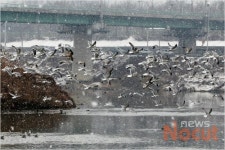 의심농가, 폐사철새 모두 고병원성 H5N8 확진