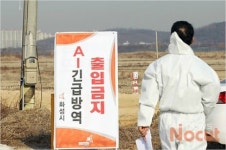 사위 씨암탉도 못잡아 주게 된 설 명절