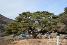 의령군, 천연기념물 노거수 유전자원 보존
