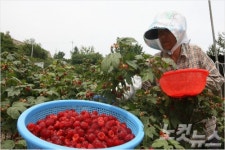 포항 장기 산딸기 축제 6월7일 개막