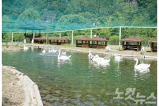 안동에 국내 최초 백조공원 개장