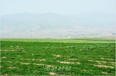 北, 강원도 세포군 일대 대규모 축산단지 올해 10월 완공