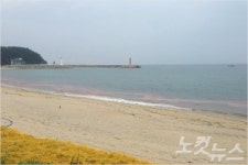 울진군, 무해성 적조 관측…예방대책 마련