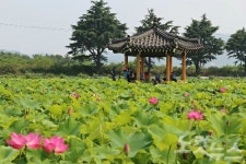 동부사적지 일대 연꽃 개화