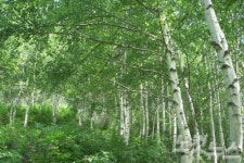 7만 그루 자작나무숲에서 힐링하세요