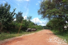 방비엥 블루라곤, 옥빛 자연 수영장으로 가는길