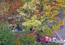 비 내리는 정동길, 가을 정취 물씬