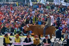 소 등에 올라탄 축산 농민