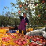 지리산 산청사과 막바지 수확 한창