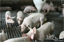 주)하림 계열화 농장...돼지구제역 잇따라 발생