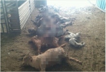 CCTV속 사냥개, 염소 50마리 물어뜯어 죽여…처참