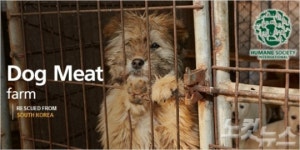 미국으로 팔려간 입양견 앵벌이 논란