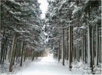 제주 사려니 숲길 힐링하세요