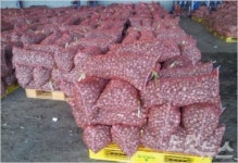 고흥 녹동농협, 마늘 종구 보조금 부풀려 청구 의혹