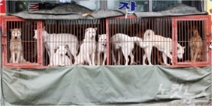 도심 속 혐오시설 부산 구포 가축시장, 대안없이 방치