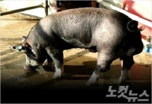 제주도 흑돼지 천연기념물로 지정 예고