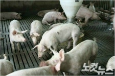 용인 돼지농장 구제역 확진…경기도 27번째