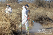 충남 천안 또 AI 의심 신고 접수