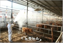 설 맞는 구제역 농가 딸, 사위도 전화로 세배…