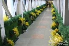 롯데百 포항점, 구름 다리로 봄이 찾아 왔어요