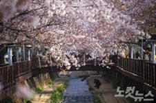 다가오는 봄, 벚꽃 날리는 도시 진해로 떠나자