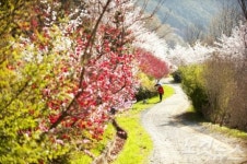 다가오는 봄, 벚꽃 날리는 도시 진해로 떠나자