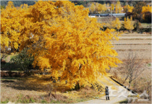 청라은행마을 축제, 농촌축제 선정