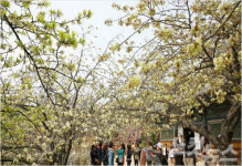 서산 개심사 상춘객 ‘북적’